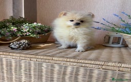 Pomerania perros en venta: Pomerania Macho disponible.  - Imagen 4