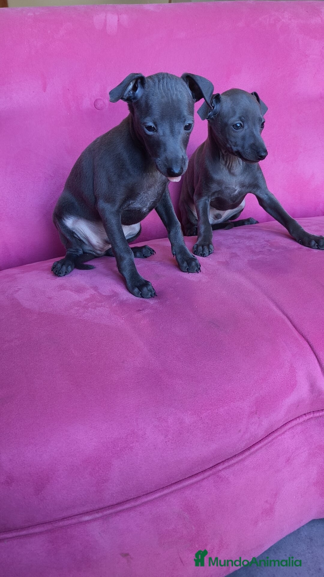 Pequeño Lebrel Italiano perros en venta: Pequeño lebrel Italiano Piccolo Galgo italiano  - Anuncio 5
