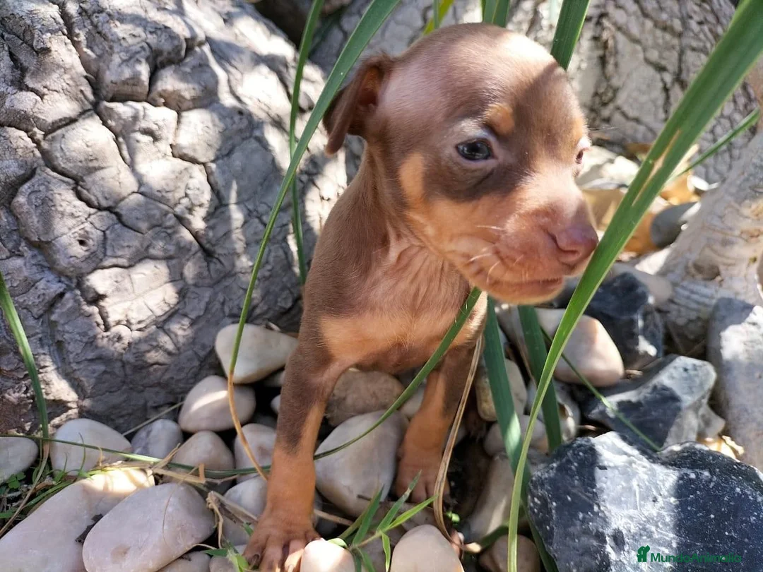Pinscher Miniatura perros en venta: Pinscher miniatura ! Varios colores  en Ciudad Real - Anuncio 6
