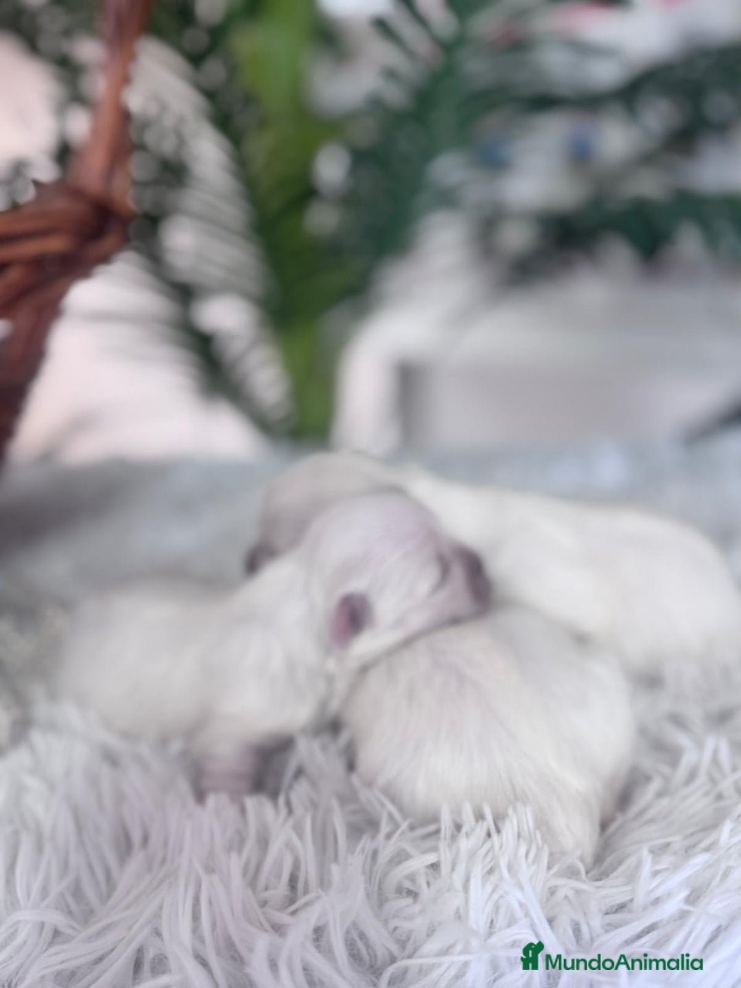 Bichón Maltés perros en venta: BICHON MALTES - Anuncio 9