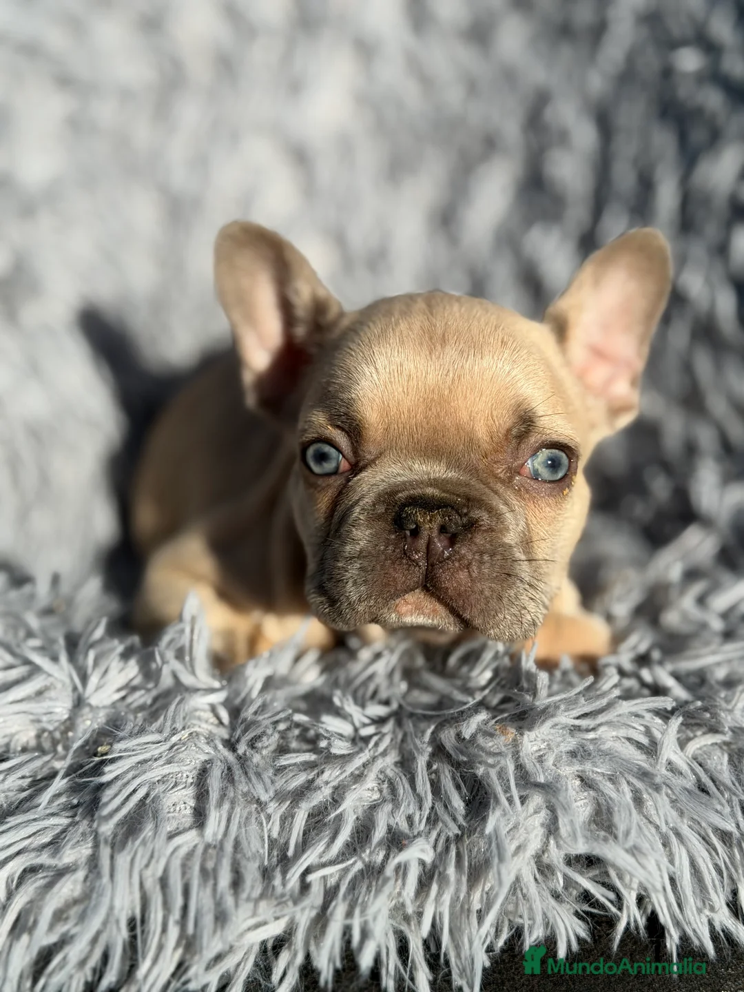 Bulldog Francés perros en venta: Bulldog francés Blue faw  - Anuncio 8