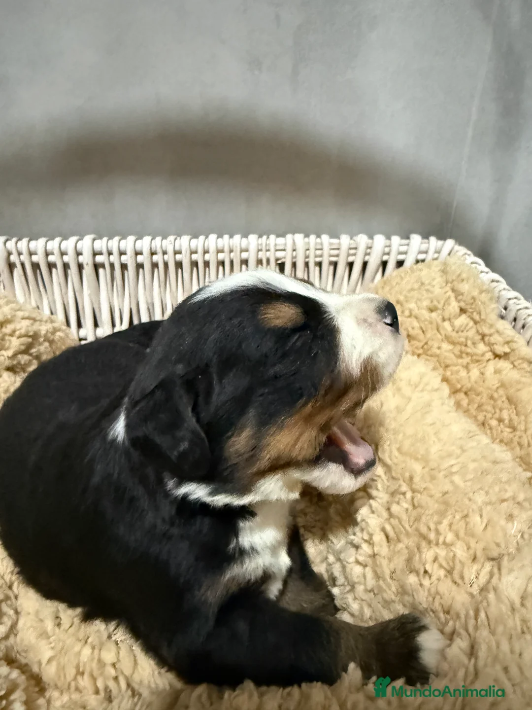 Boyero de Berna perros en venta: Camada de boyero de Berna  - Anuncio 4