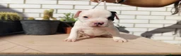 American Bully perros en venta: American Bully  - Anuncio 6