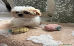 Shih Tzu perros en venta: Shih tzu hembras y macho para reservar!! - Anuncio 1