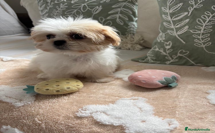 Shih Tzu perros Shih tzu hembras y macho para reservar!! - Anuncio 1