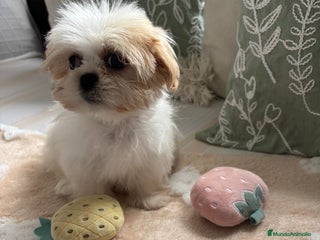 Shih Tzu perros Shih tzu hembras y macho para reservar!! - Anuncio 3