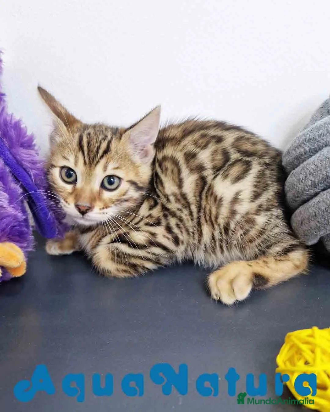 Bengalí gatos en venta: Bengali Hembra 1824 AQUANATURA en Barcelona - Anuncio 3