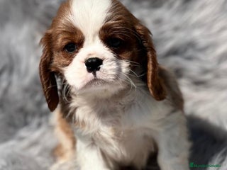 Cavalier King Charles Spaniel perros en Barcelona - Anuncio 36