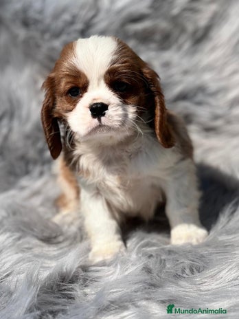Cavalier King Charles Spaniel perros en Barcelona - Anuncio 5