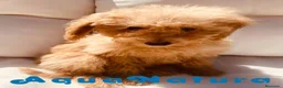 Caniche Enano perros en venta: Caniche Hembra 1430 - AQUANATURA en Barcelona - Anuncio 5