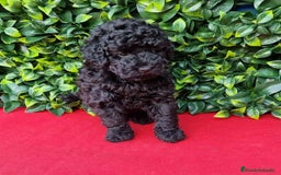 Caniche Toy perros en venta: Excelente camada caniche toy negros - Imagen 1