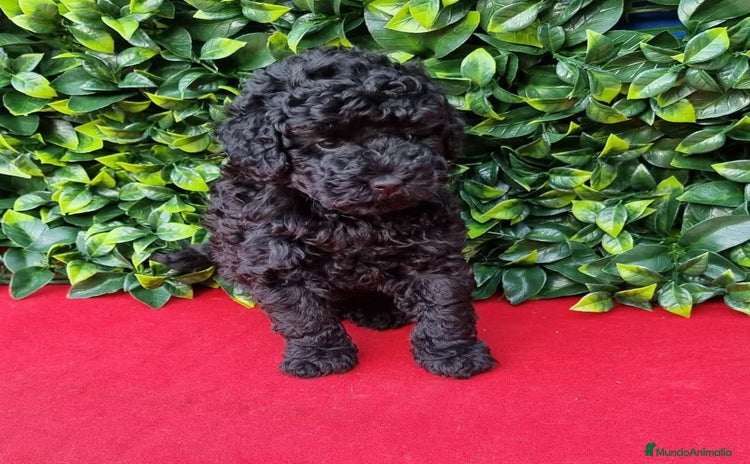 Caniche Toy perros - Anuncio 4
