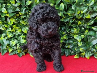 Caniche Toy perros - Anuncio 22