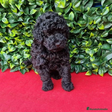 Caniche Toy perros - Anuncio 18