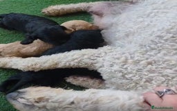 Perro de Agua Español perros en venta: Camada perro de agua Español  - Imagen 6
