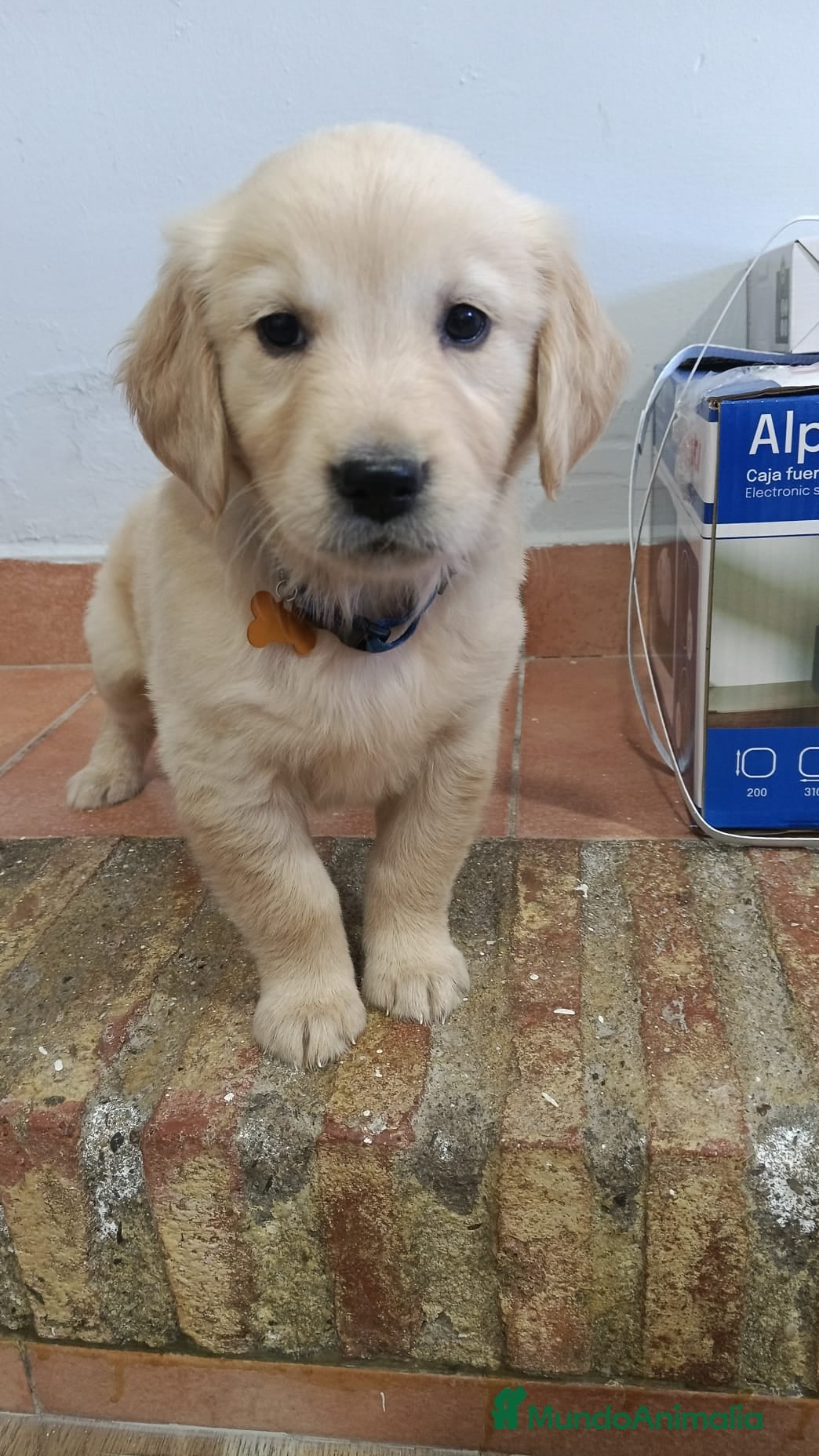 Golden Retriever perros Golden Retriever  - Anuncio 1
