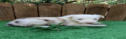 Border Collie perros en venta: Cachorros border collie  - Anuncio 1
