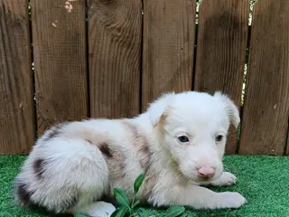 Border Collie perros Cachorros border collie - Anuncio 1