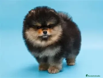 Pomerania perros POMERANIA TOY - Anuncio 3