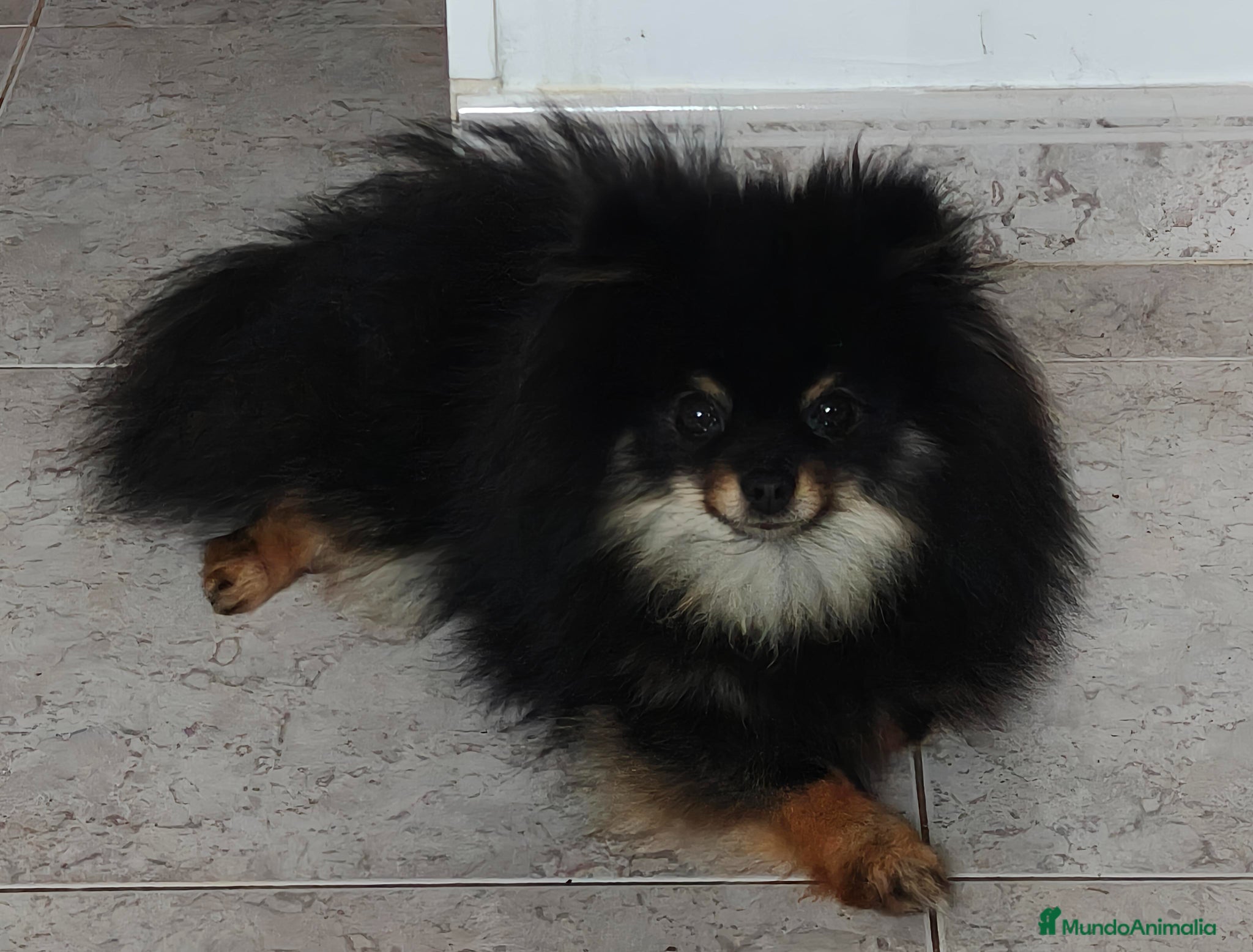 Pomerania perros Pomerania toy - Anuncio 3