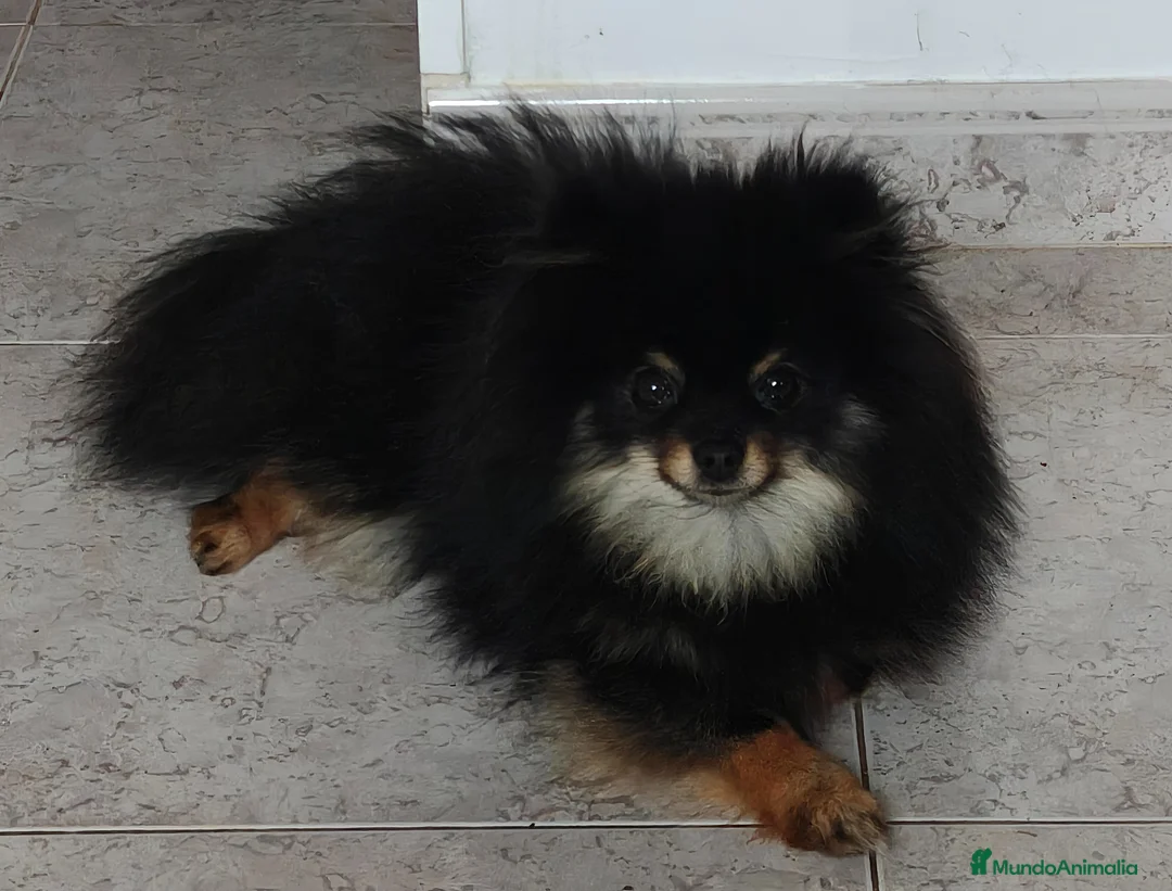 Pomerania perros en venta: Pomerania toy - Anuncio 1