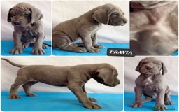 Dogo Alemán perros en venta: Dogo Alemán Azul – Hembras - Anuncio 3