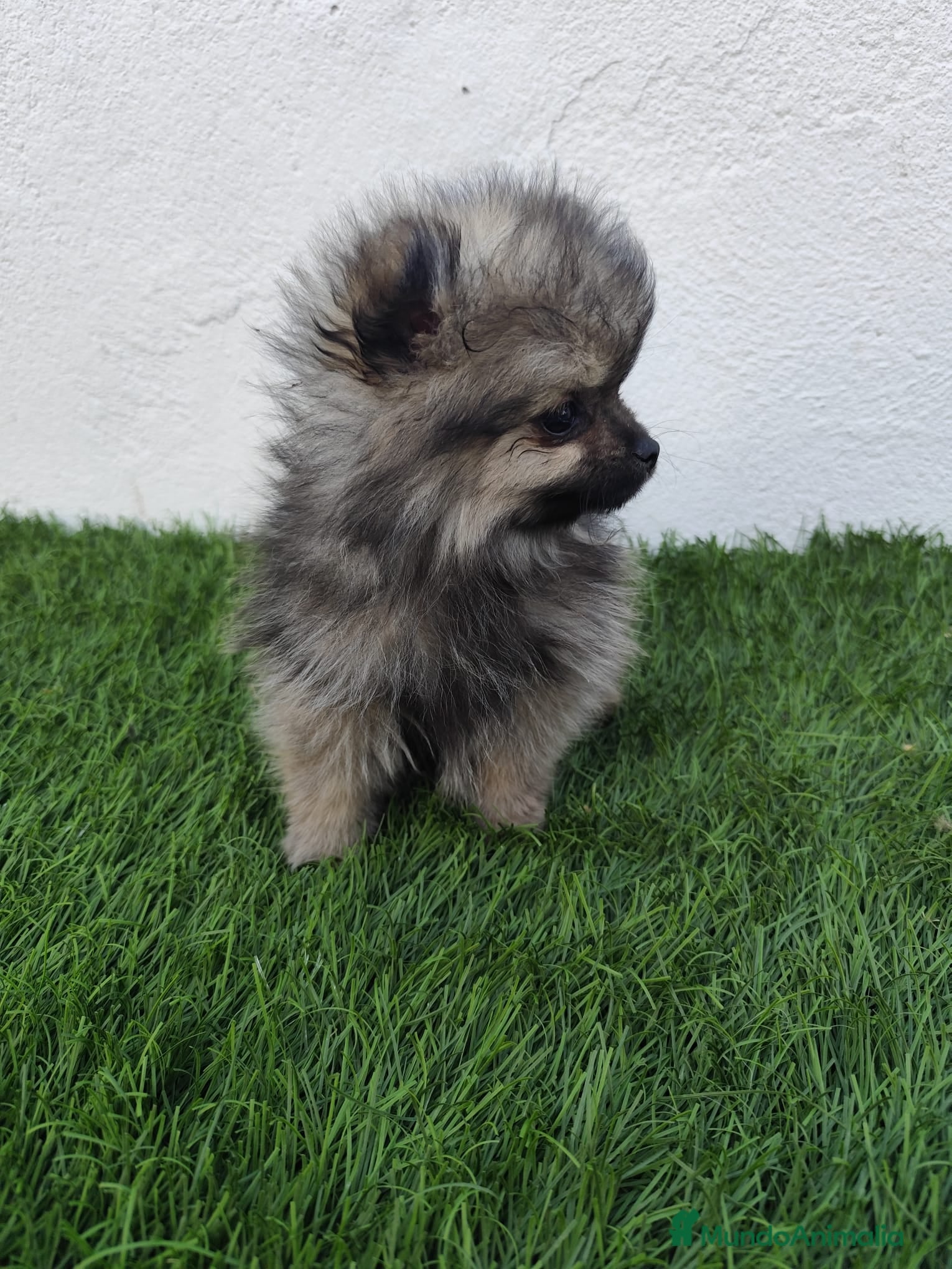 Pomerania perros en venta: Pomerania toy  - Anuncio 4