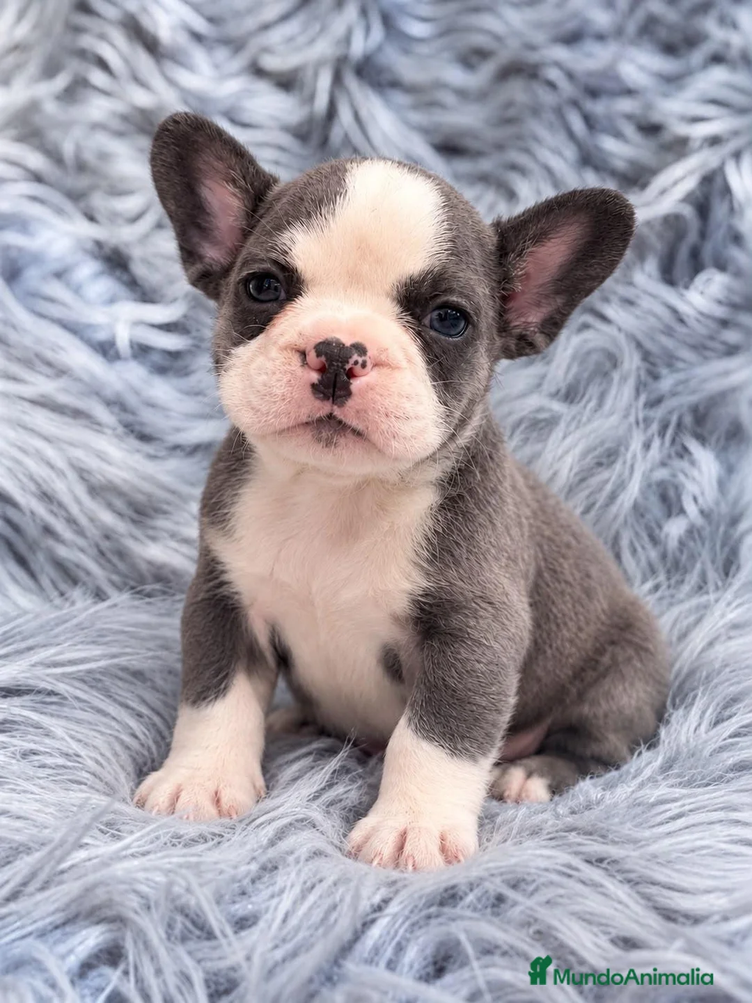 Bulldog Francés perros en venta: BULLDOG FRANCÉS - ✅ CAMADA RESERVAR - Anuncio 2