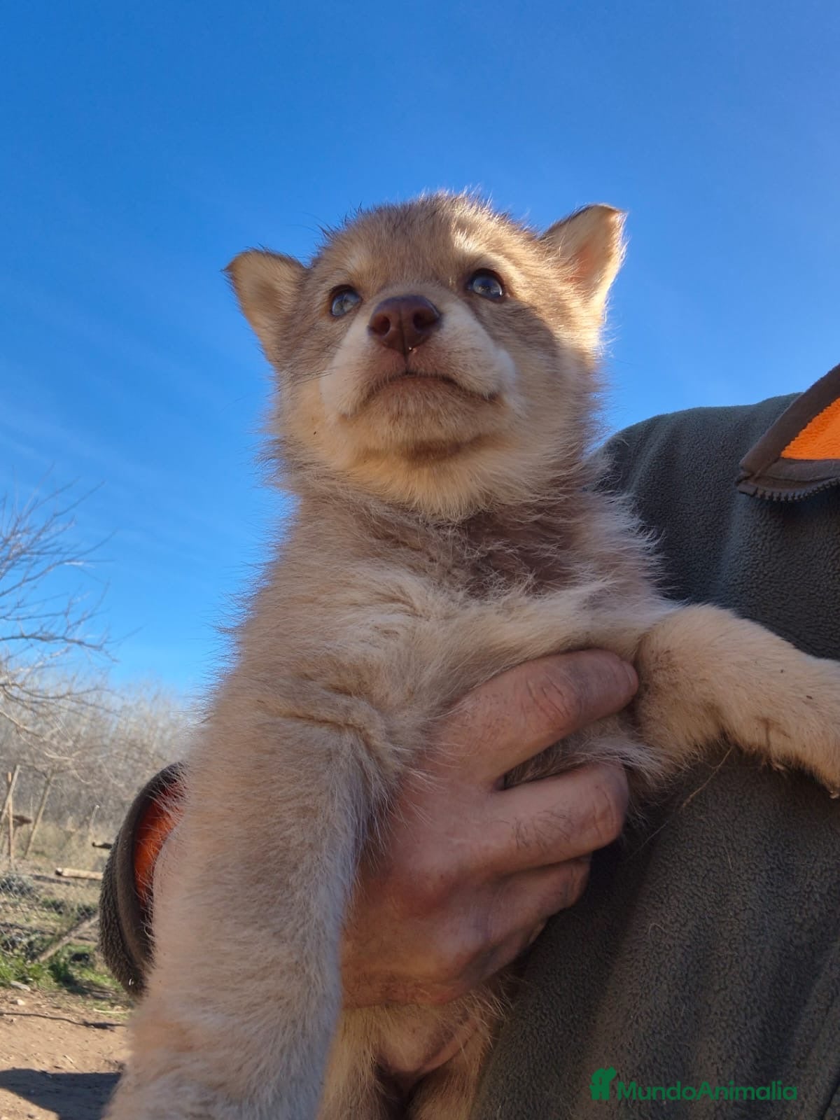 Perro Lobo Checoslovaco perros Lobo ibérico hembra 25% - Anuncio 5