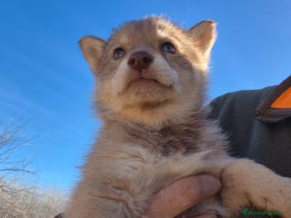 Perro Lobo Checoslovaco perros Lobo ibérico hembra 25% - Anuncio 2