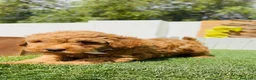 Caniche Toy perros en venta: CANICHE  - Anuncio 16