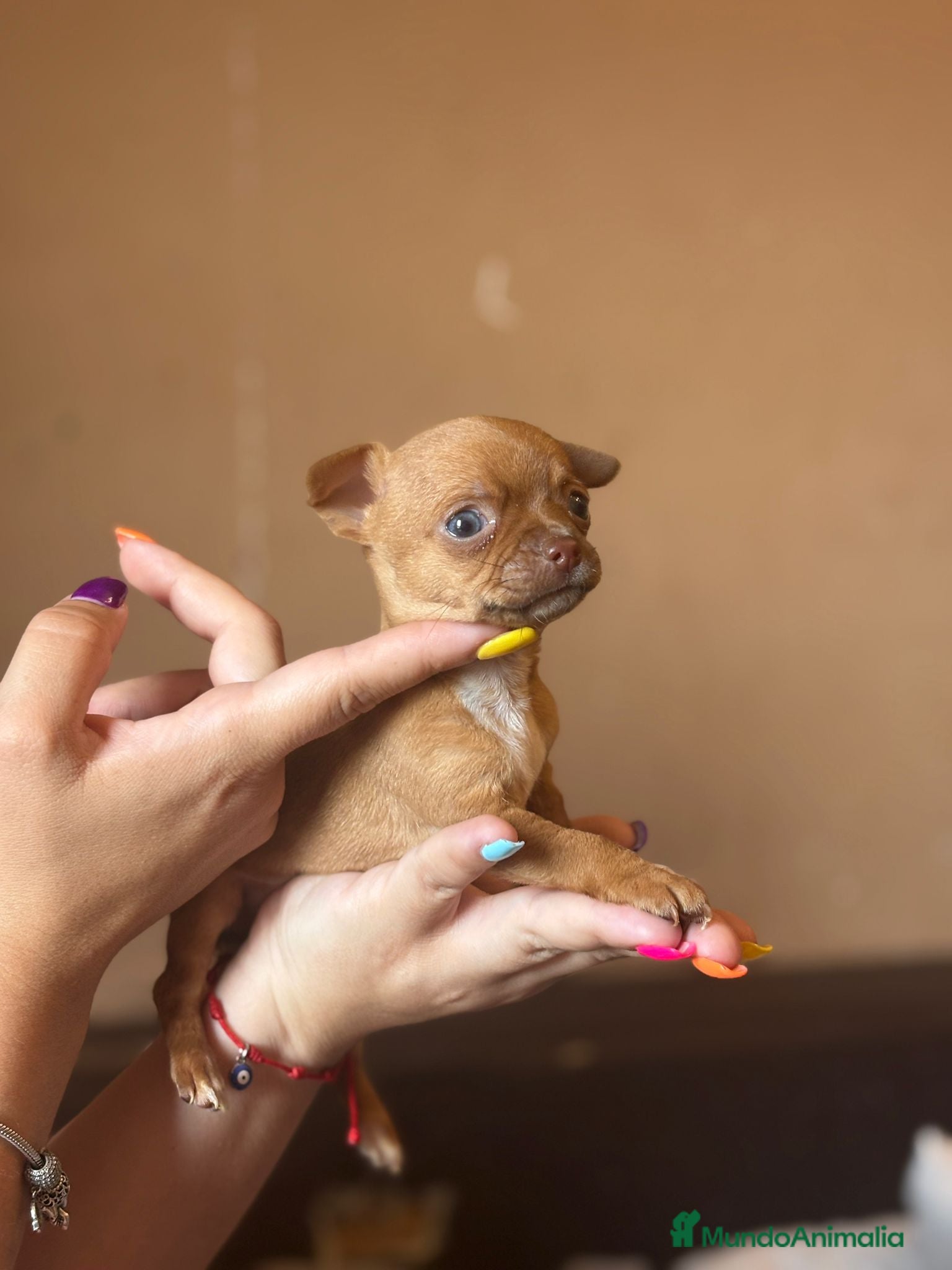 Chihuahua perros en venta: Chihuahua  mini toy  - Anuncio 13