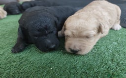 Perro de Agua Español perros en venta: Camada de perros de agua - Imagen 1