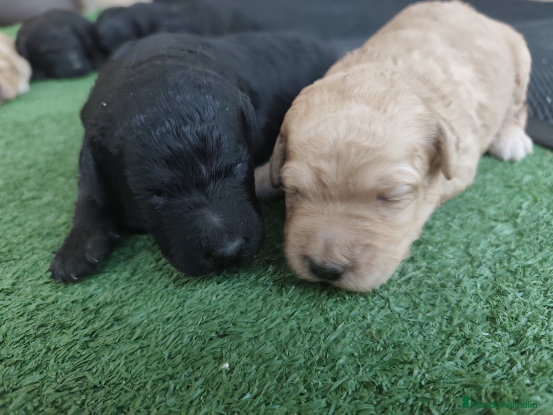 Perro de Agua Español perros en venta: Camada de perros de agua - Imagen 1