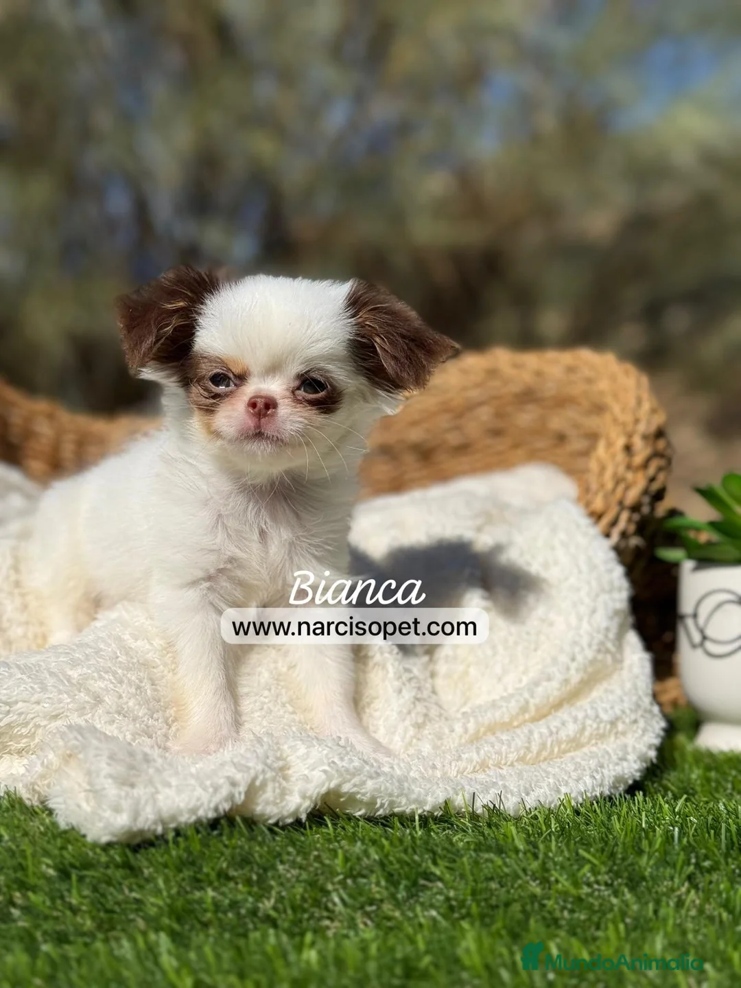 Chihuahua perros en venta: CHIHUAHUA PELO LARGO HEMBRA - Anuncio 7