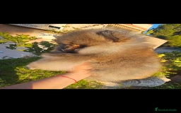 Pomerania perros en venta: Pomerania machito - Imagen 1