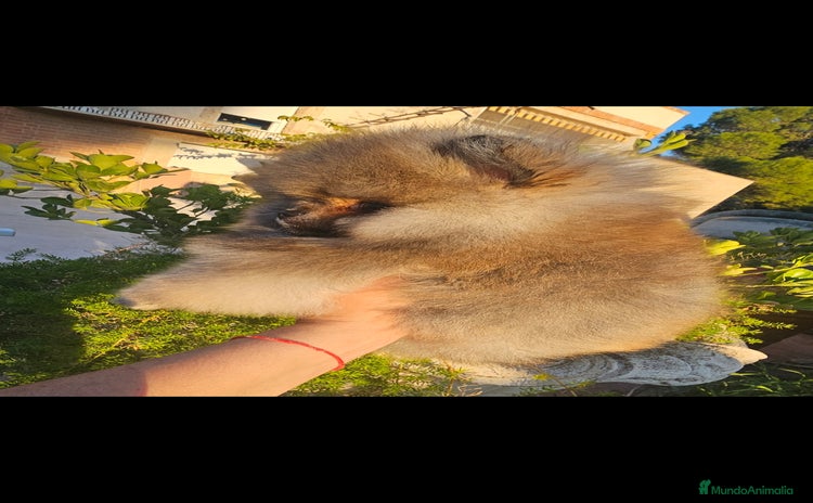 Pomerania perros - Anuncio 2