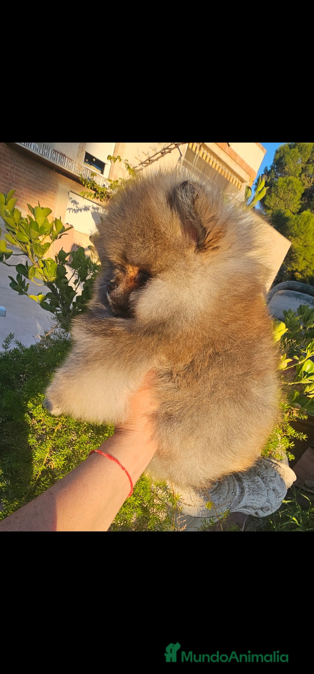 Pomerania perros en venta: Pomerania machito - Imagen 1