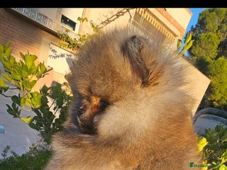 Pomerania perros - Anuncio 12