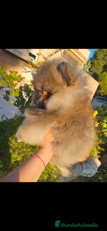 Pomerania perros - Anuncio 18