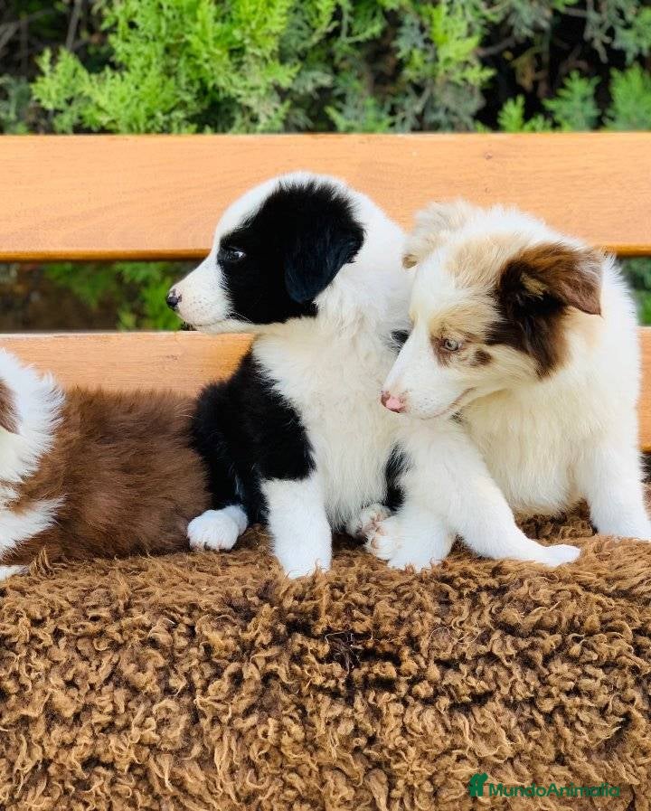 Border Collie perros Border collie SEVILLA  - Anuncio 2