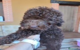 Perro de Agua Español perros en venta: CACHORRO DE AGUAS RABON DE NACIMIENTO  - Imagen 2