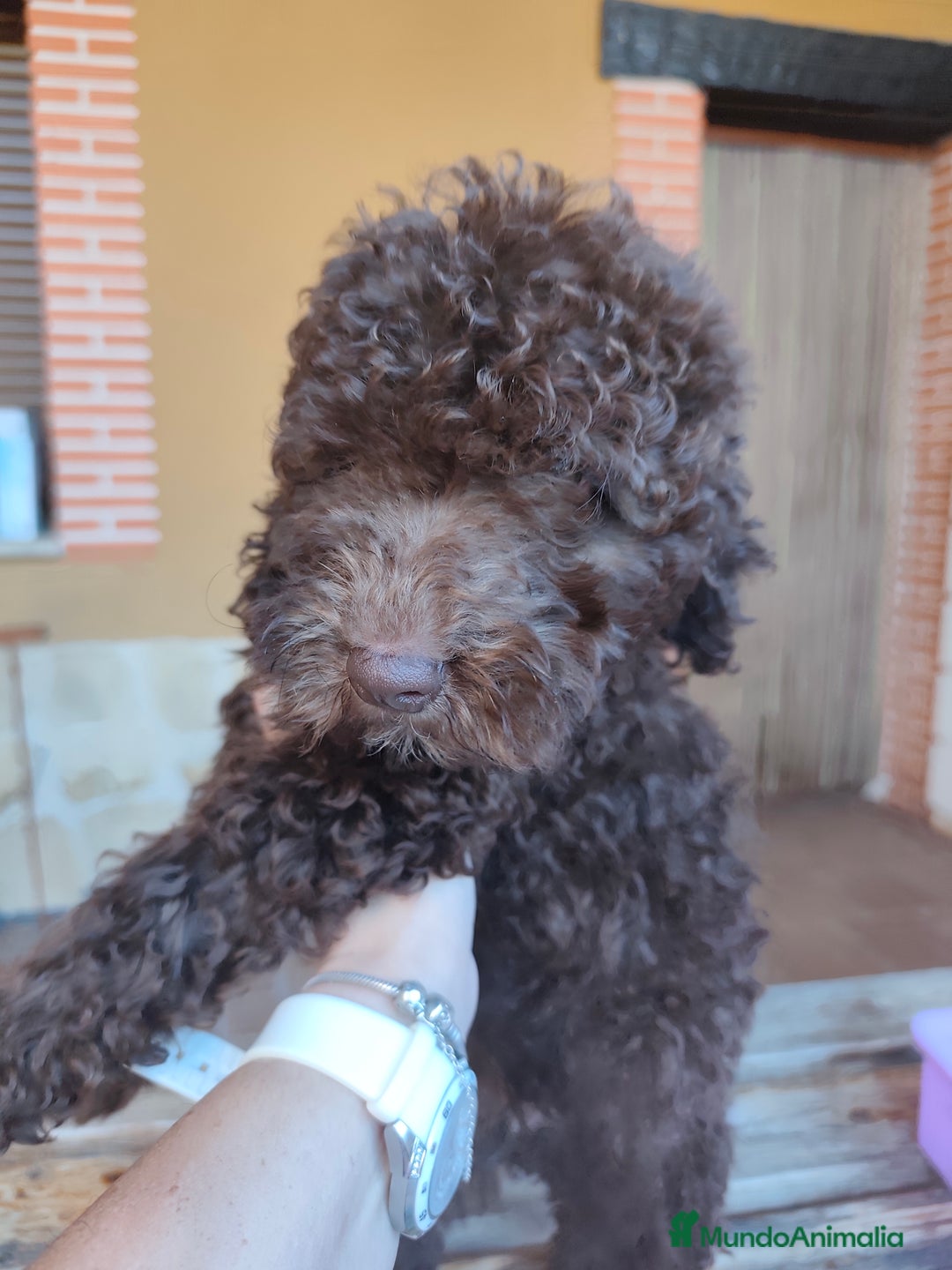 Perro de Agua Español perros en venta: CACHORRO DE AGUAS RABON DE NACIMIENTO  - Imagen 2