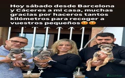 American Staffordshire-Terrier perros en venta: American Stanford, mis pequeños - Imagen 11