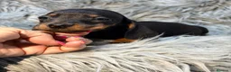 Teckel perros en venta: Teckel miniatura  - Anuncio 1