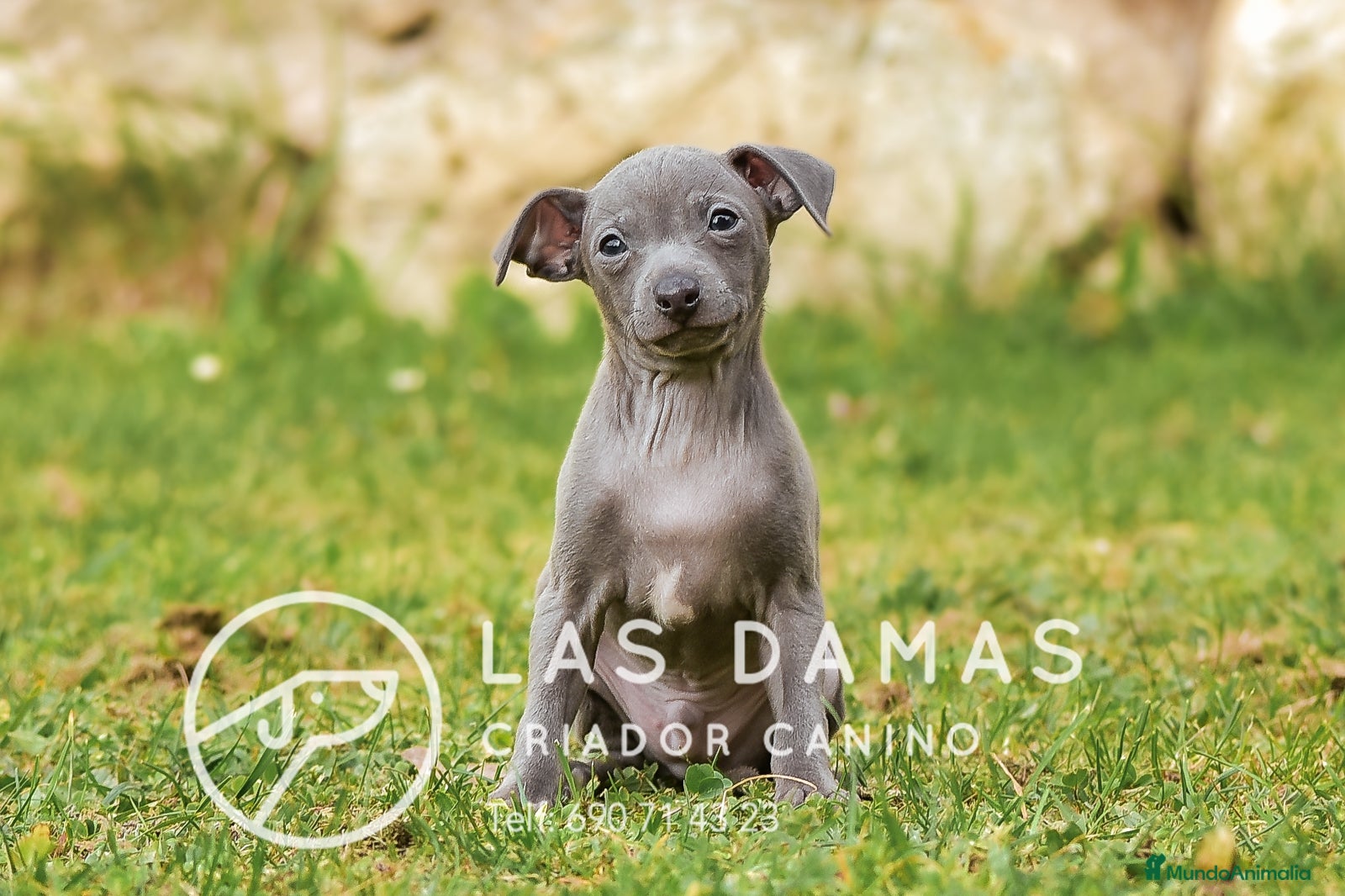 Pequeño Lebrel Italiano perros Piccolo lebrel italiano disponibles - Anuncio 1