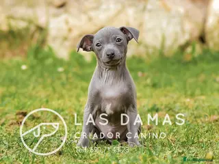 Pequeño Lebrel Italiano perros Piccolo lebrel italiano disponibles - Anuncio 27