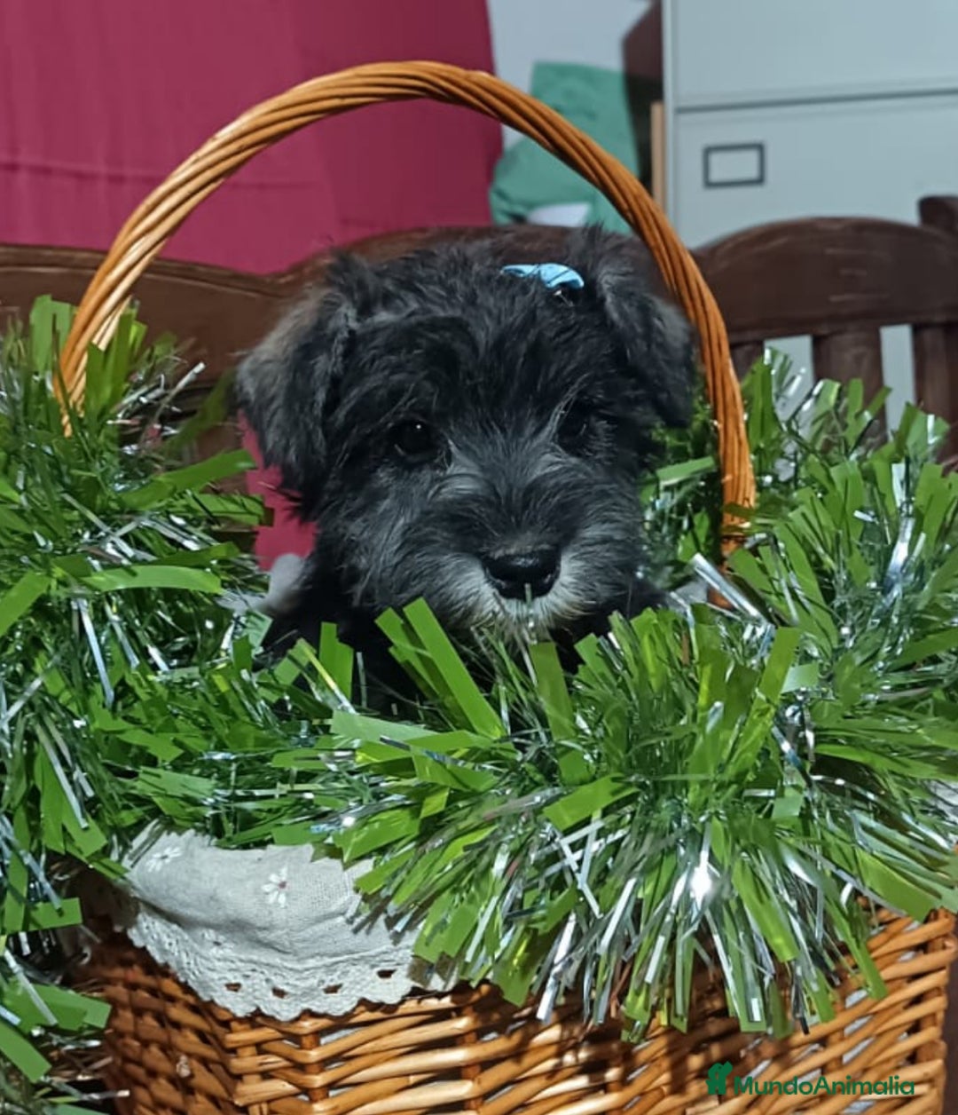 Schnauzer Miniatura perros en venta: Schnauzer miniatura negro y plata. - Anuncio 1