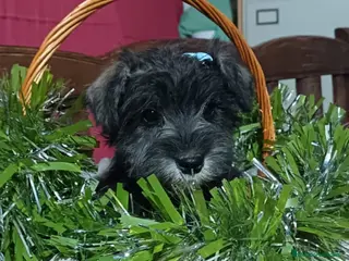 Schnauzer Miniatura perros Schnauzer miniatura negro y plata. - Anuncio 10
