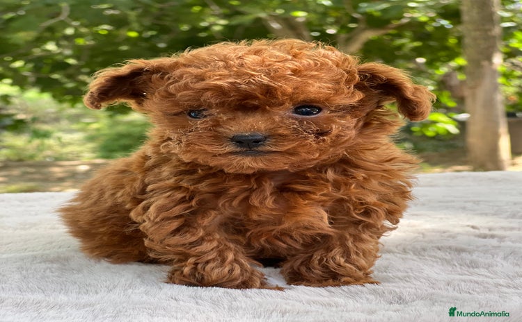 Caniche Toy perros - Anuncio 7